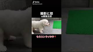 子犬を撮影していたら怒られましたｗｗｗｗｗ