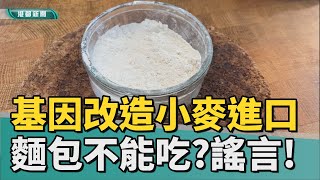 義大媒體識讀 | 基因改造小麥進口 麵包不能吃了？這是謠言