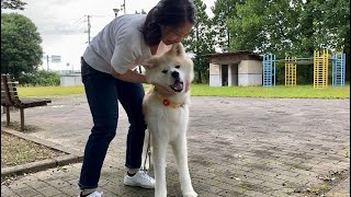 秋田犬パティ　13歳半のぼくの日常〜❣️2023年おじいちゃんパティのカレンダー、スケジュール帳予約発売開始のお知らせ🐶📅💕