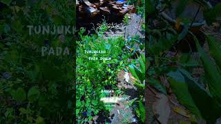 #video#siang panas banget