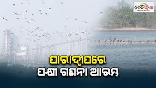 Bird Census Count Starts In Paradeep | Khabar Odisha