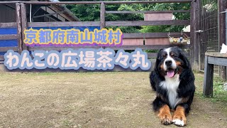 【京都府南山城村】わんこの広場茶々丸でのんびり過ごすバーニーズマウンテンドッグ