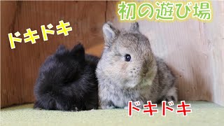 【うさぎの赤ちゃん】初めて遊ぼ場に出してみた～ドキドキ～