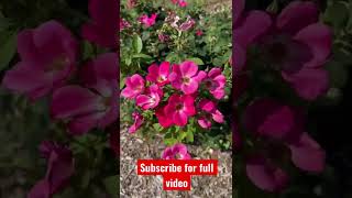 అమెరికా 🇺🇸లో Rose garden | USA telugu vlogs #shorts #usavlogs #teluguvlogs