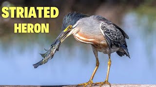 Striated Heron: The Master of Stealth and Precision