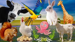 Animal sounds around us, cow, chicken, pig, horse, dog, monkey, duck, tiger, hippo, bird