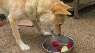 柴犬ユズがメロンとトマトを食べる