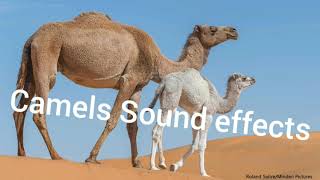 camel sound effects for Youtubers copyright free