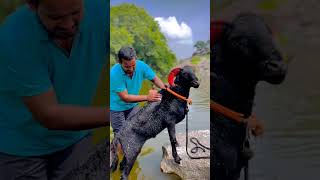 Rampuri Sheep (BAJRANG)❤️😀🔥 Swimming Time #youtubeshorts #animals #amazing