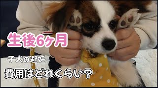 子犬の避妊費用はどれぐらい？生後６カ月パピヨン犬