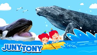🐳 Whale, Whale, Whale… Look Who It Is! | Orca, Blue whale, Sperm whale | Animal Songs | JunyTony