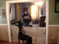 Retract-A-Gate works great with LARGE dogs! Retract-A-Gate works great with LARGE dogs!