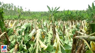 കാറ്റിലും മഴയിലും ഏക്കര്‍ കണക്കിന് കൃഷി നശിച്ചു; കര്‍ഷകന് കനത്ത പ്രഹരം |Wayanad Farming