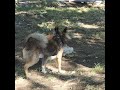 Puppy wrestling