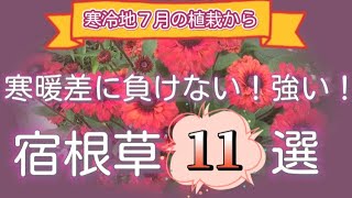 【寒暖差に負けない強い花 １１選】〜寒冷地の植栽から〜　乾燥と戦う！　初心者　日なた　半日陰　宿根草　ガーデニング