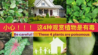 小心 ！ 这4种风水植物是有毒，很多人把它种在家。Be careful ! These 4 feng shui plants  many people grow them at home。