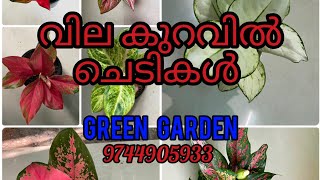 🪴10രൂപ മുതൽ ചെടികൾ വില്പനയ്ക്ക്!✨️🪴ph no 9744905933