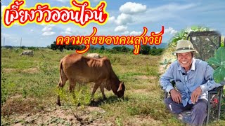 เลี้ยงวัวไล่ทุ่ง #วัวออนไลน์แบบมีความสุขของคนวัยเกษียณ