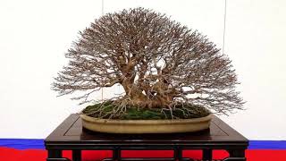 29th Gomangoku Bonsai Exhibition Okazaki City 2019