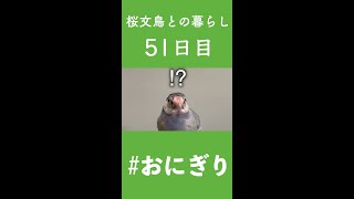 【文鳥の雛が大人になるまで】桜文鳥が完璧におにぎりだった件について【51日目】