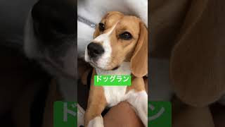 今日は何する？ビーグル犬とイチャイチャ会議#ビーグル #beagle