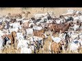 How Do Australian Farmers Raise Millions Of Goats - Australian Farming