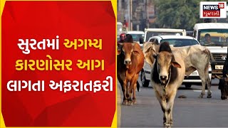 Stray Cattle News : શહેરમાં રખડતા ઢોરનો આતંક વધી ગયો | Gujarat High Court | Suffer | News18 Gujarati