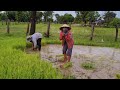 บ่าวหมีพาชมบรรยากาศยามเช้า ฟังเสียงกบเสียงเขียด.หลังฝนตกเมือคืน🌾🌾🌾