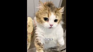 #这是我的小猪猫 #呆萌猫猫 #我镜头下的小猫