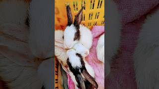 💗rabbit cute💗 | cute rabbit | rabbit voice | big rabbit | rabbit house💗#cute #bunny #viral #shorts