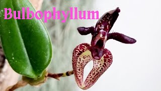 어쩌다난사랑, Bulbophyllum lasiochilum