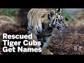 Rescued Tiger Cubs Get Names | San Diego Union-Tribune