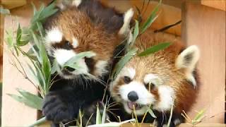 八木山レッサーリポート56 レッサーパンダ コナツ 新居で笹モグ Red Panda Konatsu and Kurumi 八木山動物公園