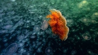 World's Largest Jellyfish | North America