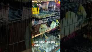 #birds #love #lovebird sales 💥📍sales trichy ponmalai#shorts #status #memes