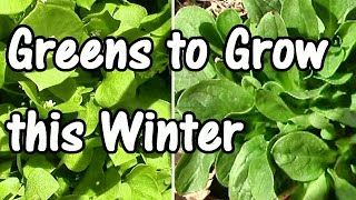 2 Min. Tip: How \u0026 When to Plant My Favorite Winter Greens–Mache \u0026 Claytonia