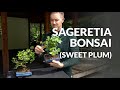 Sageretia Bonsai care (Sweet plum)