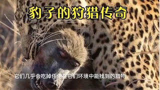 豹子的狩猎传奇，豹子捕食疣猪、豺狼、角马、狒狒、黑斑羚