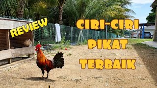 ✅CIRI-CIRI PIKAT AYAM HUTAN TERBAIK - REVIEW (ILMU DARI ATOK) #REZEKIALLAHBAGI