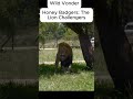 Honey Badgers The Lion Challenger |Wild Vonder| #shorts #facts #wildlife #nature #animals