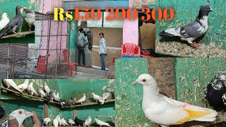 Meerut pigeon🕊️ Noshad kabutar market Best kabutar