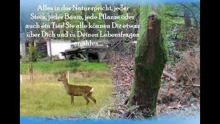 Bärinnenpfade - MEDIZINWANDERN Orientierung finden im Naturerfahrungsfeld & den Geist neu ausrichten