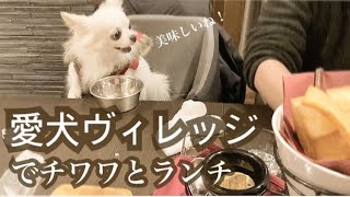 愛犬ヴィレッジでチワワ兄弟とランチをしてきました🐕