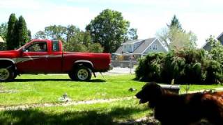 Juniper removal large bush