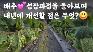 배추💕 성장과정을 돌아보며 내년에 개선할 점은 무엇? 😃