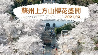 中國蘇州上方山櫻花盛開｜櫻花｜蘇州｜上方山