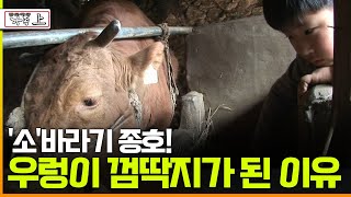 [다큐 ‘가족’ 57회 上] '소'바라기 종호! 우렁이 껌딱지가 된 이유