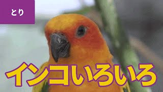 鳥のなかま（1）中型インコ：コガネメキシコインコ／ナナイロメキシコインコ／チャノドメキシコインコ／ゴシキセイガイインコ／ヨダレカケズグロインコ／ナナクサインコ／オオハナインコ／アケボノインコ 他