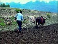 Kefale Alemu on Teff Production Along the Great Valley of River Jema (ዠማ), Recorded by M Tikursew