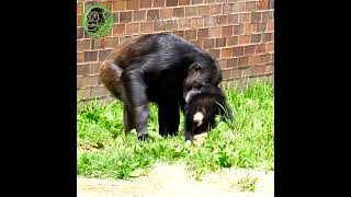 Crawling Baby Chimp Gets A Hug #shorts #animals #chimpanzee
